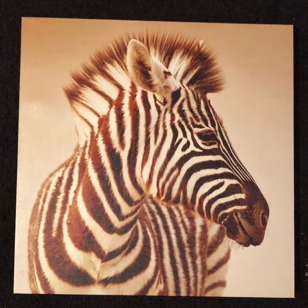 Zebra canvas picture